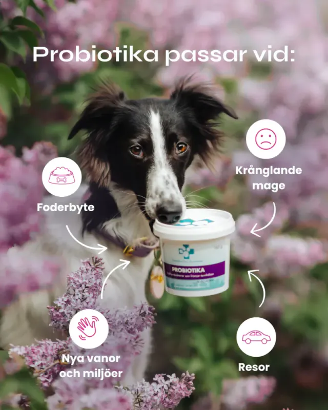 SVENSKA DJURAPOTEKET - Probiotika - 40g / 160g