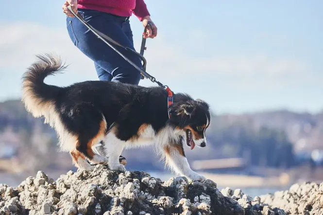 Hovedbillede Non-stop Cruise collar