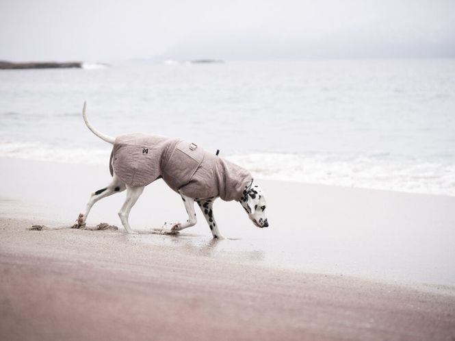 Hovedbillede Non-stop Dogwear Drying Coat | Torktäcke för Hund ...