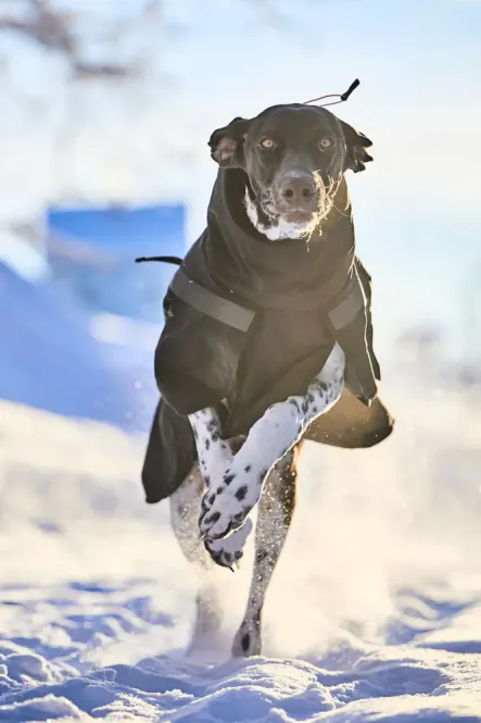 Huvudbild Non-stop Trekking insulated dog jacket