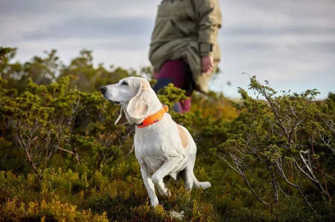 Huvudbild Non-stop Safe collar