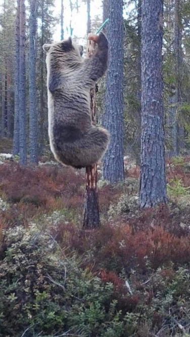 Huvudbild Doftande lockstenar- Slicksten Björn Söt Honung ...